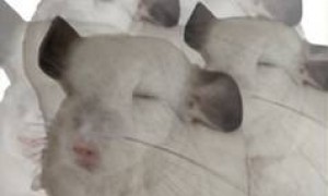 原创 
            憋大招？小米，也要出三折叠了！