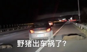 高速路躺了几头野猪？男子开车时速105公里撞上横穿高速公路的野猪群